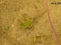 larva rosničky zelené