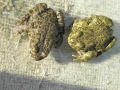 Akutní reintrodukce páru ropuchy zelené do pískovny v Supíkovicích se zabezpečenou tůní. Nalezenci pochází z koupacího bazénu v Bílém Potoce - květen 2014